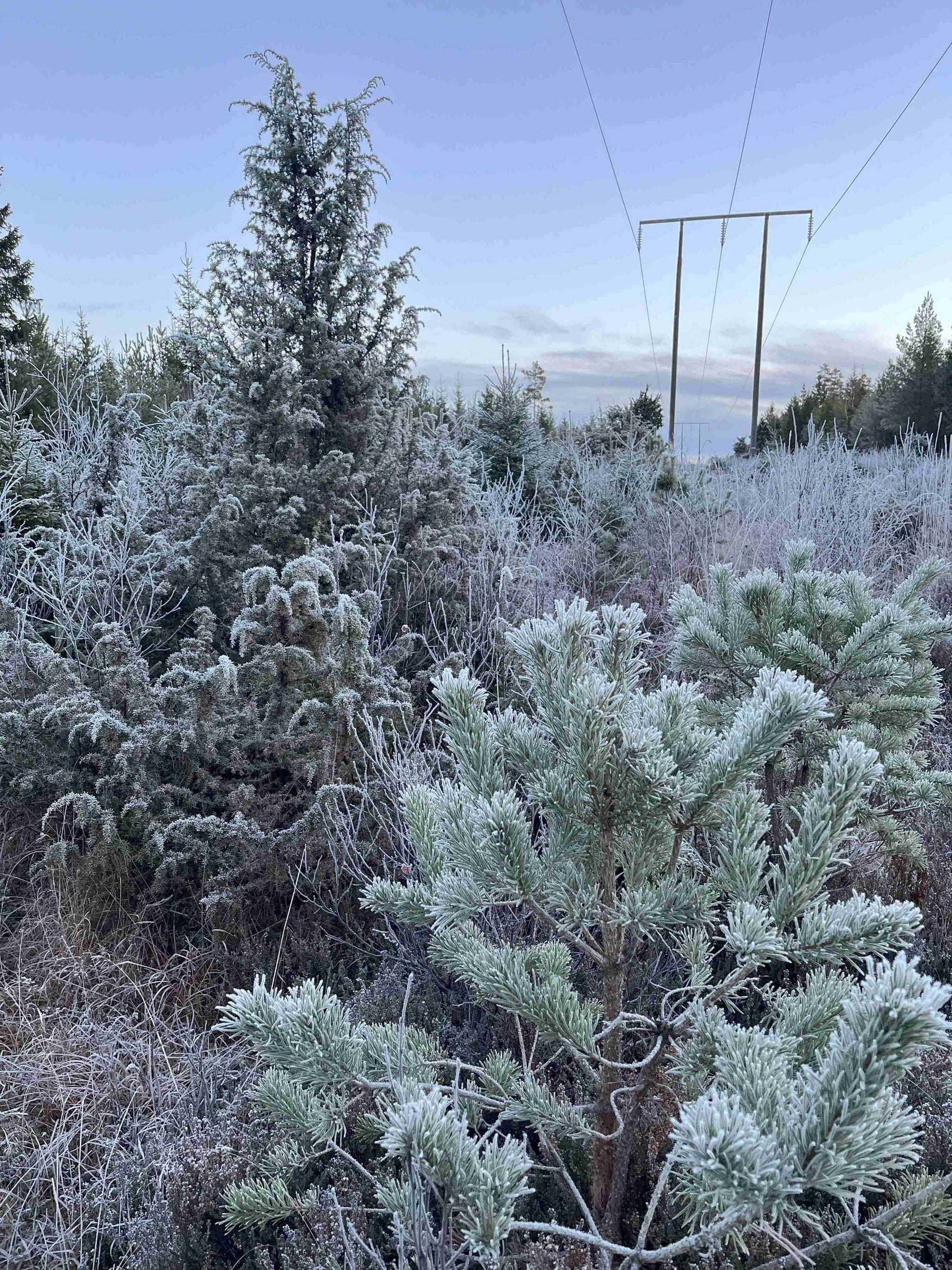 Power mast in a frosty forest environment