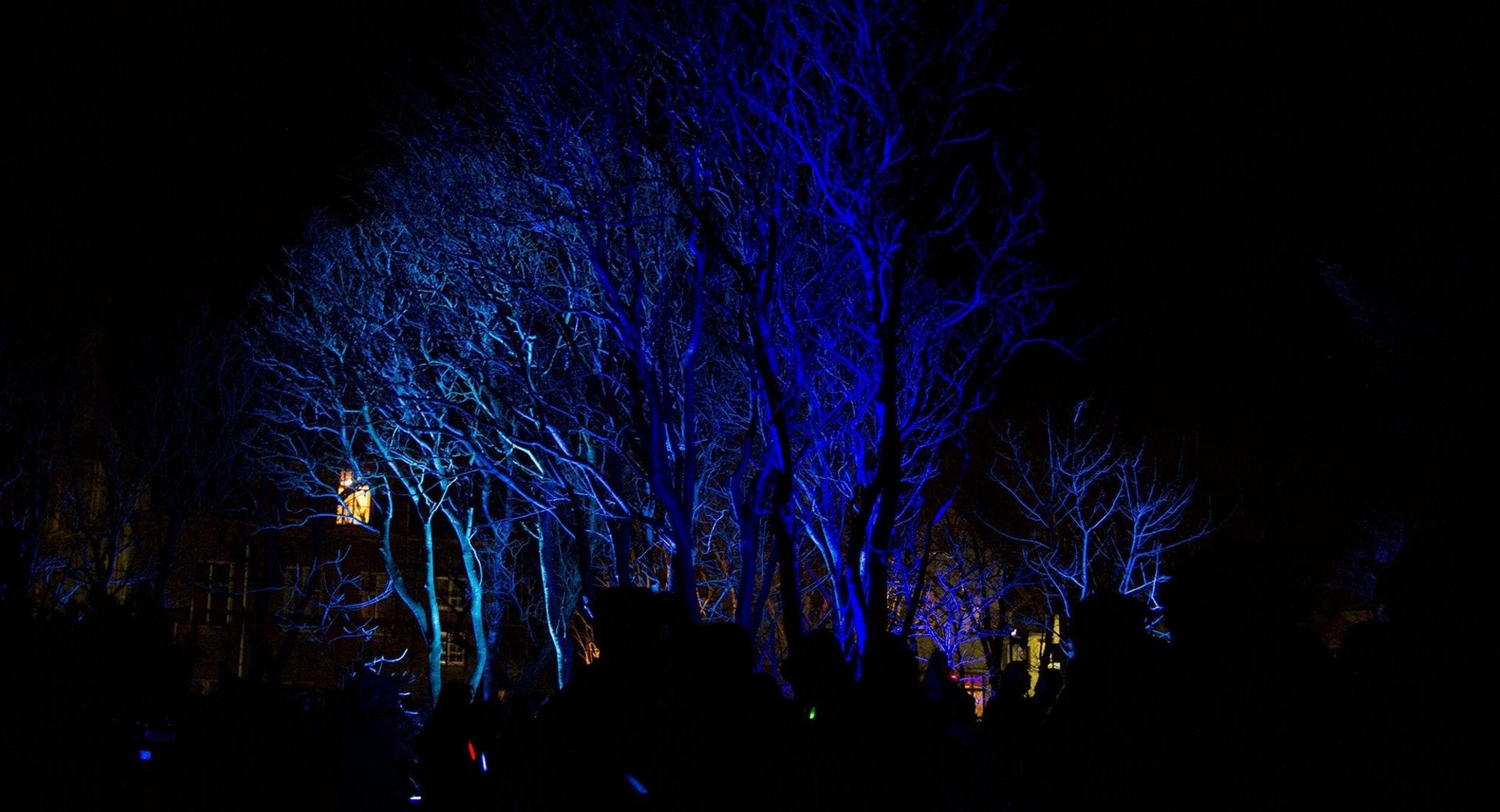 Blue lights casting on trees in the dark