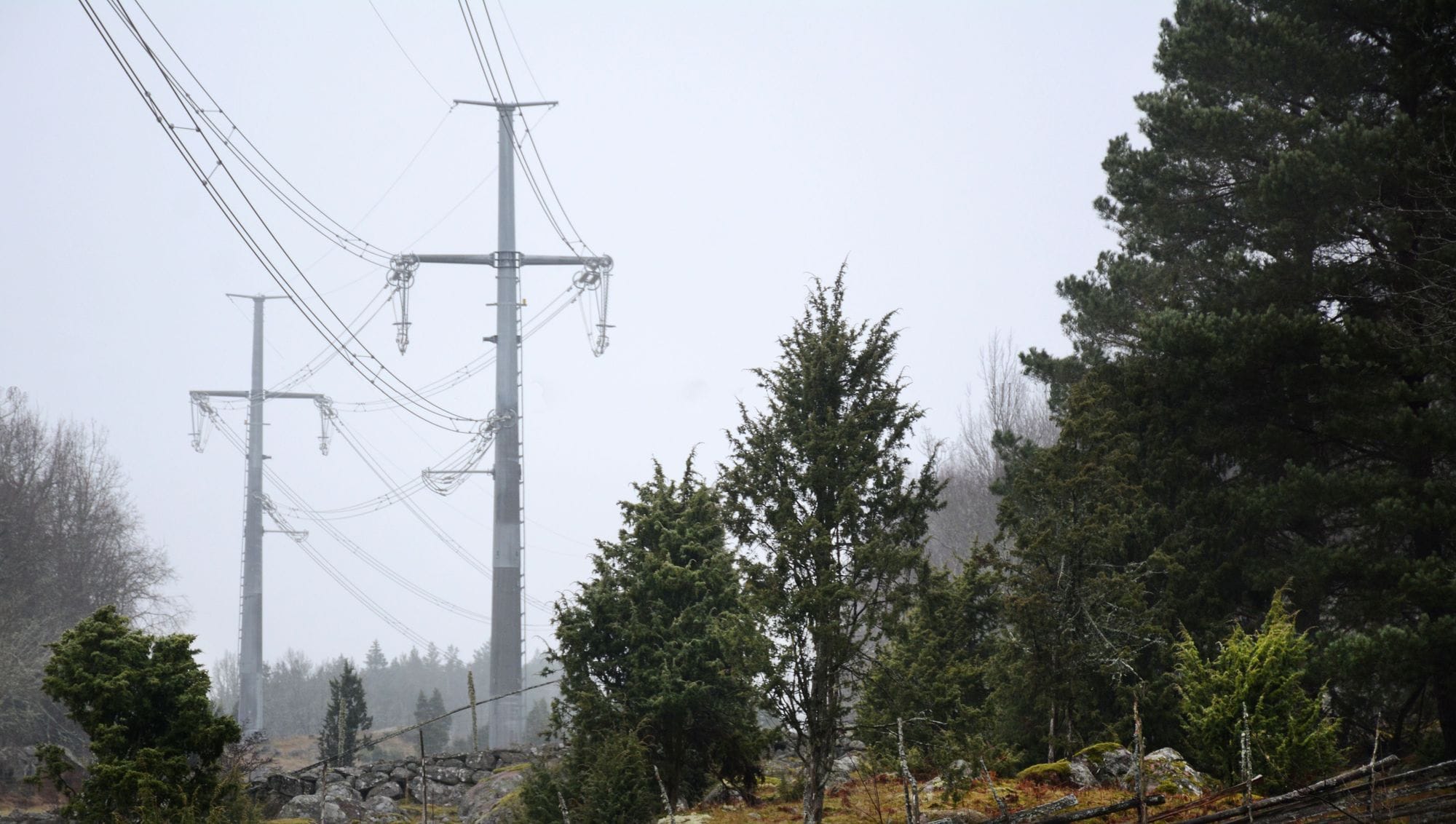 power masts and trees