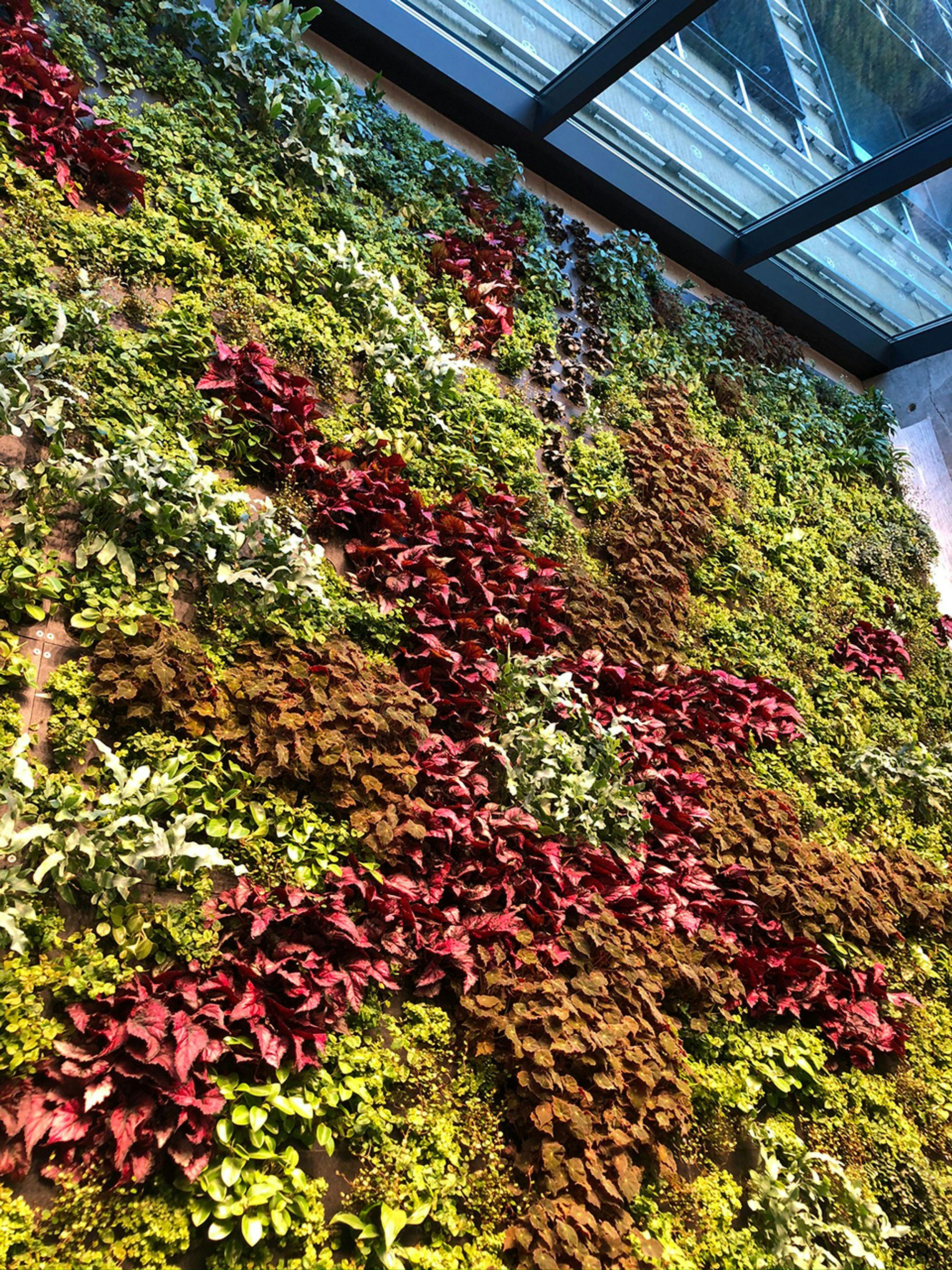 A wall of green and purple leaves