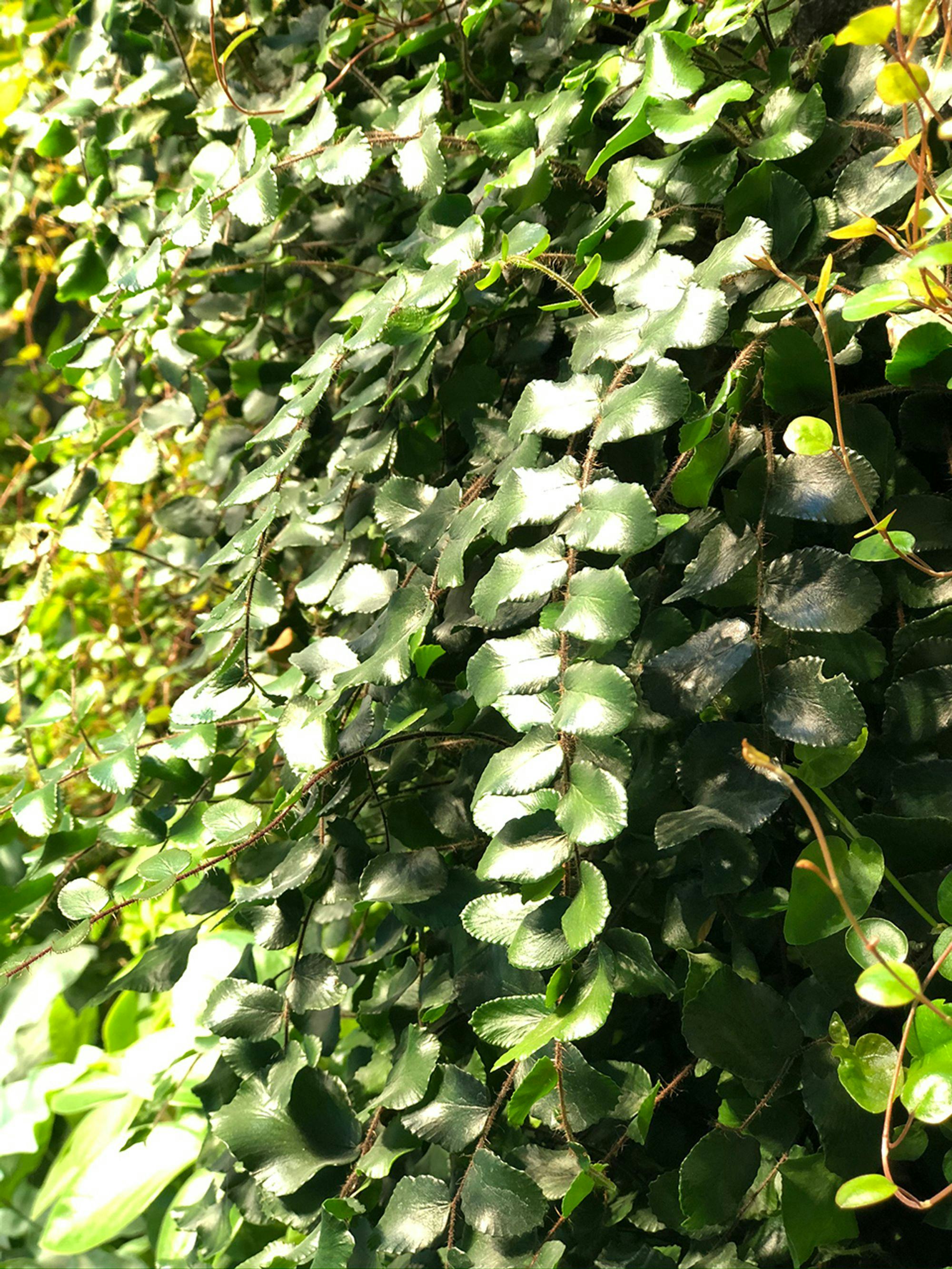 Close up shot of green leaf strands