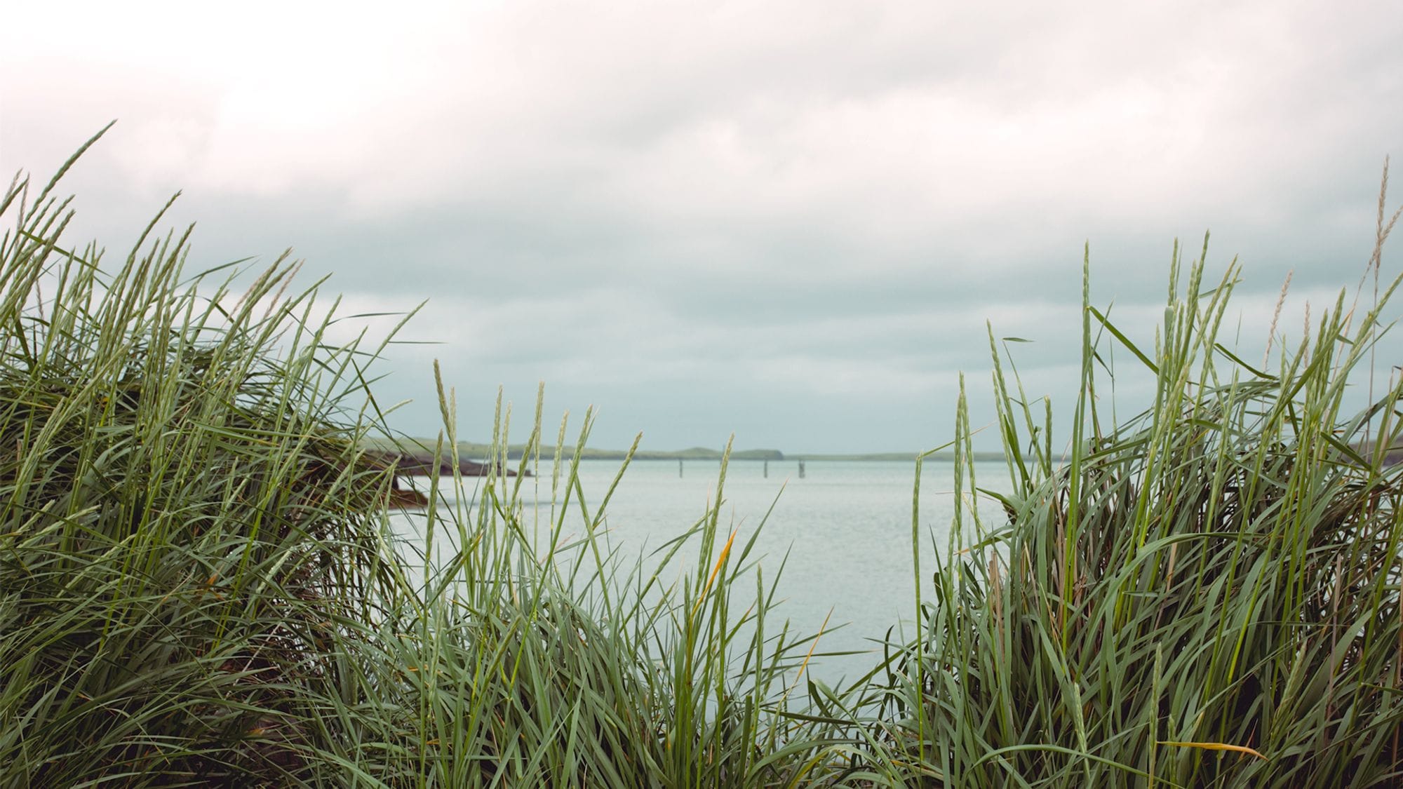 Looking out at a peaceful sea, green straws in the foreground