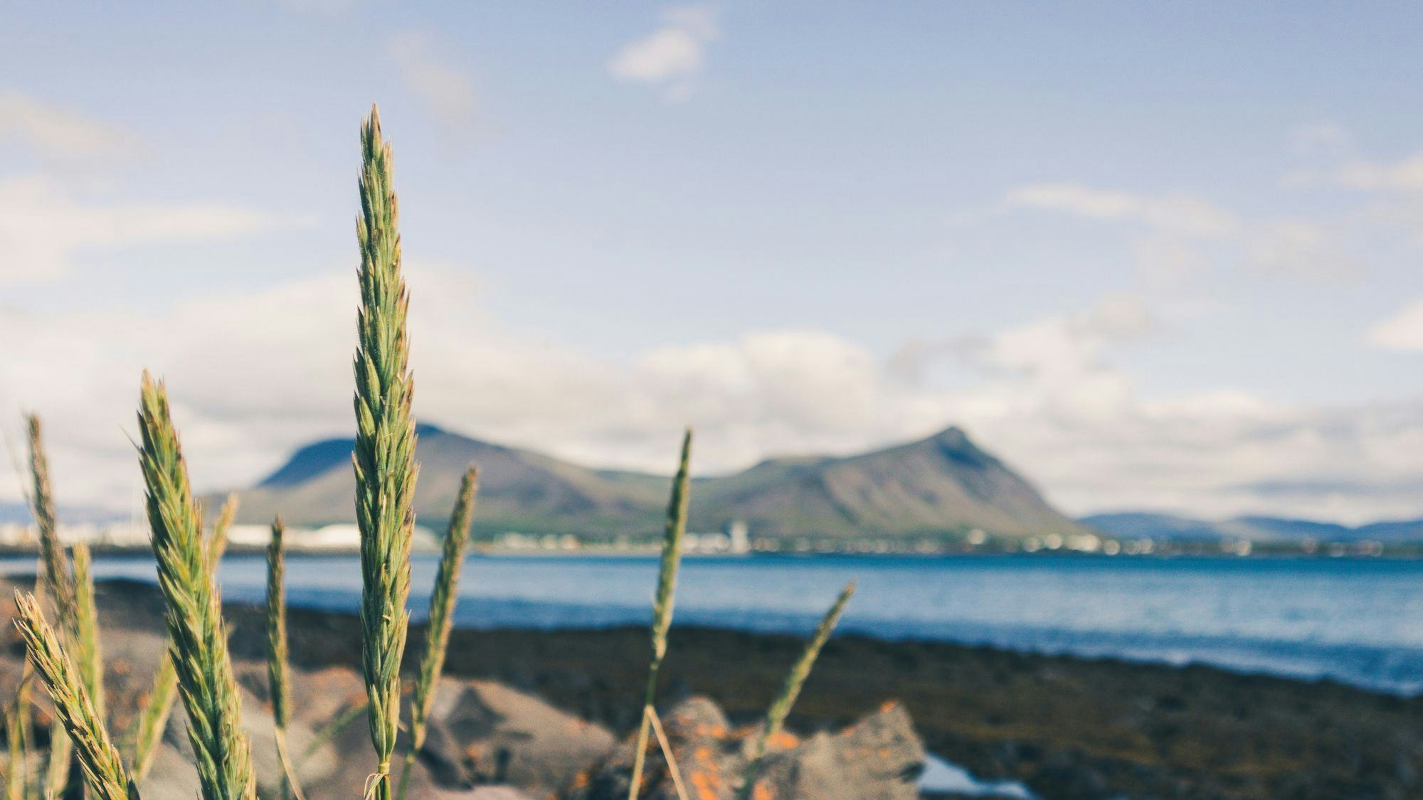 Straw in foreground, black beach and blue sea, mountain or island in background out of focus