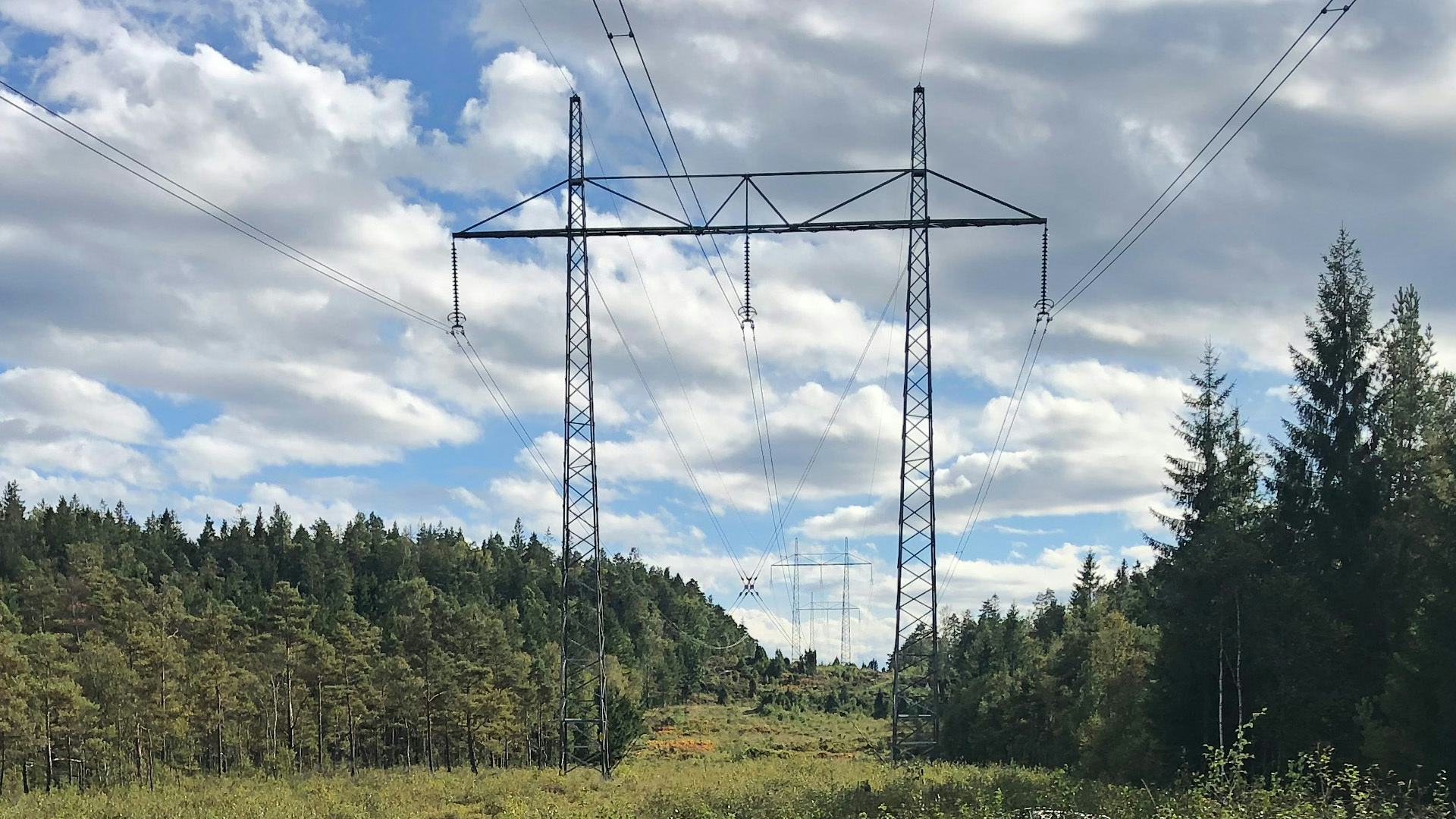 Transmission line surrounded by green trees